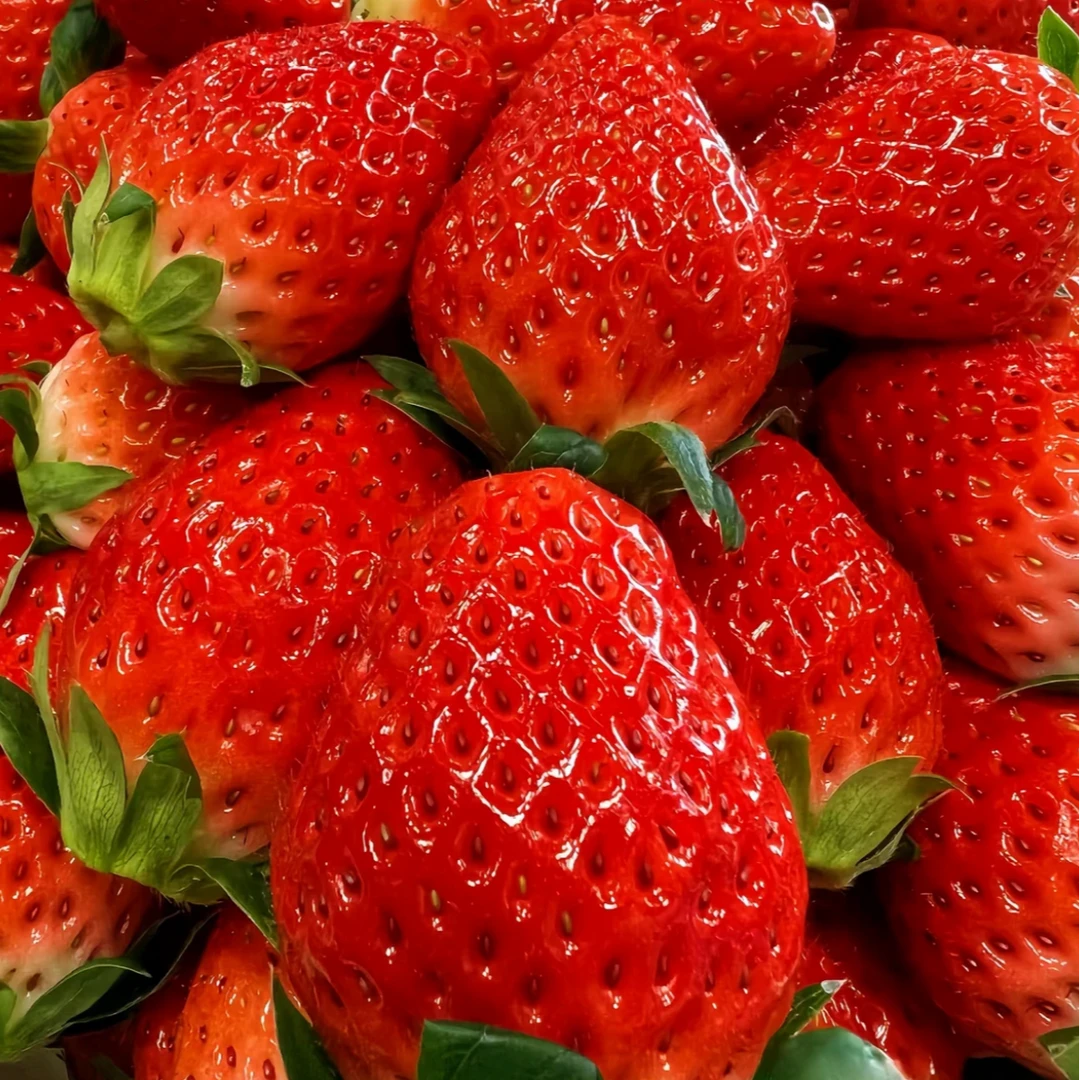 成都巧克力草莓 香甜可口 草莓味浓郁 净重2/3斤装