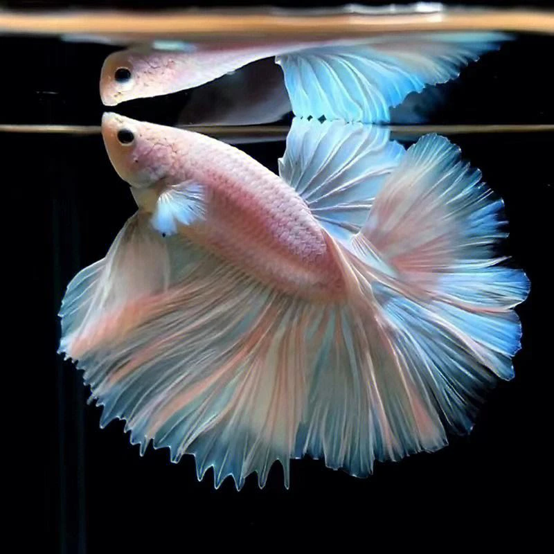 A177-A207赛级泰国斗鱼婚纱尾半月公热带观赏鱼桌面宠物好养耐活