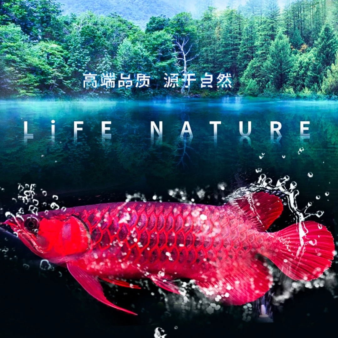 直销包邮原生态红龙鱼超血辣椒练手鱼热带观赏鱼