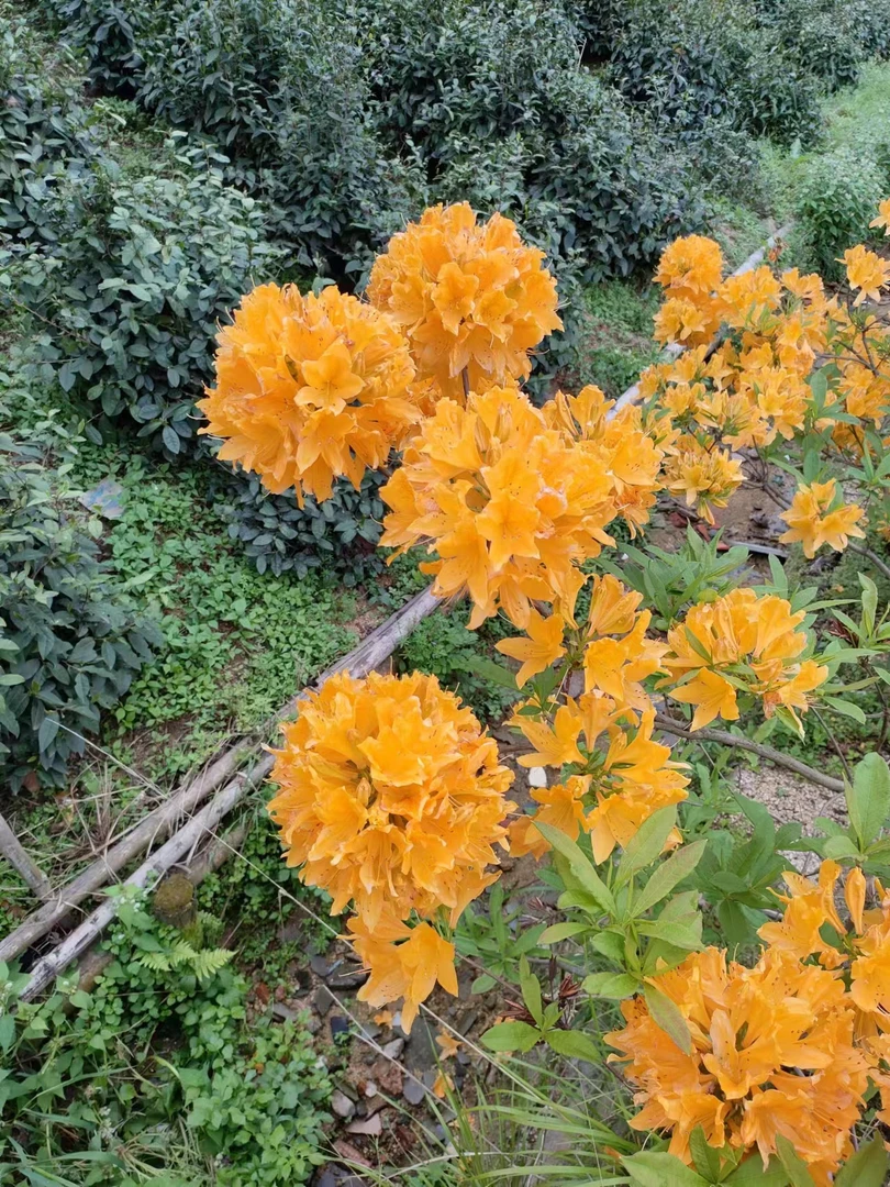 先开花后长叶开花不长叶，红花   紫花  黄花  鸡血红。