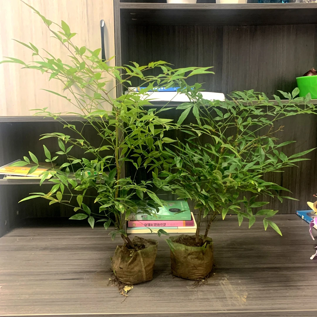 南天竹盆栽红树苗水培火焰老桩盆景植物果叶植物耐寒客厅绿植红绿