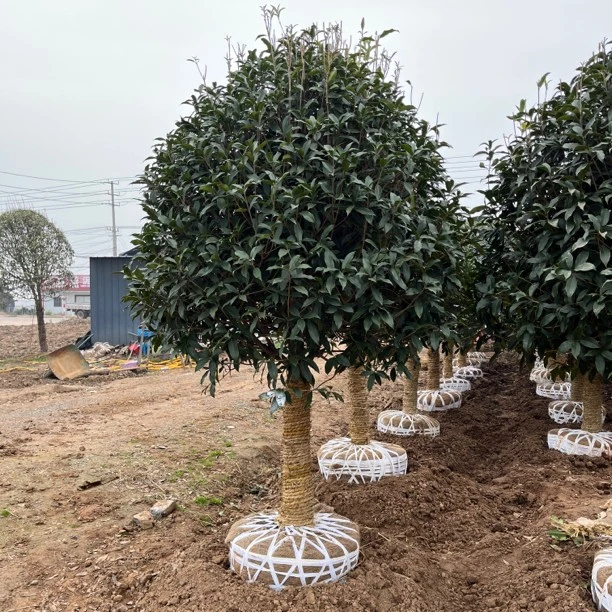 原生大型朱砂桂 地径10-12公分高度3米丹桂系 开红花四季常青桂花