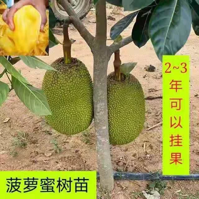 四季菠萝蜜带杯带土带叶发货