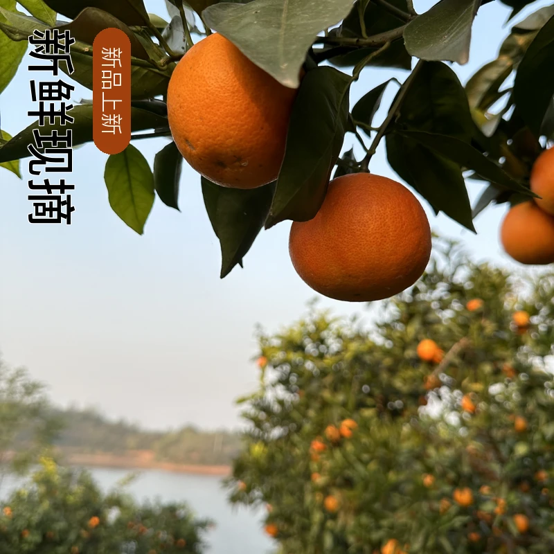 塔罗科精品血橙香味浓郁酸甜多汁正宗晚熟血脐橙当天采摘新鲜发货