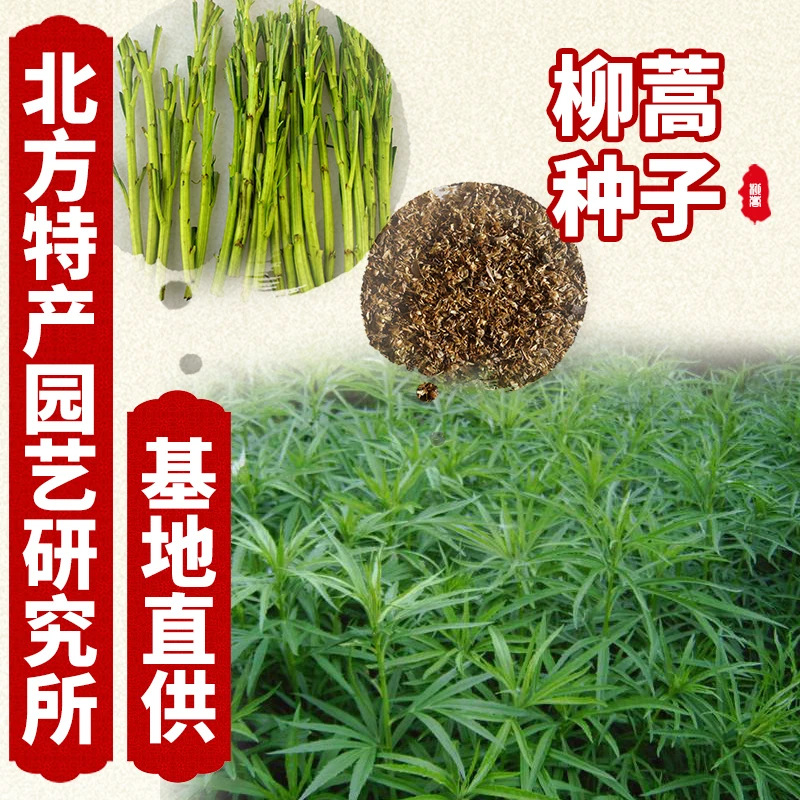 柳蒿芽种子蔬菜北方特产园艺研究所0.5斤起售