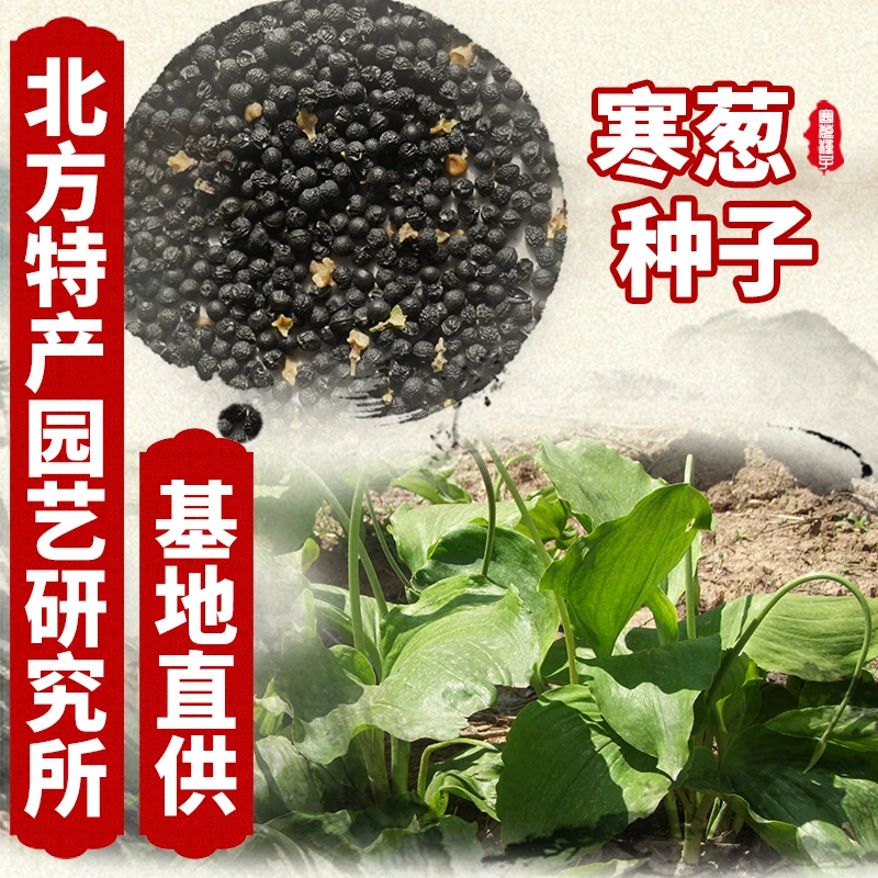 寒葱(茖葱)种子北方特产园艺研究所