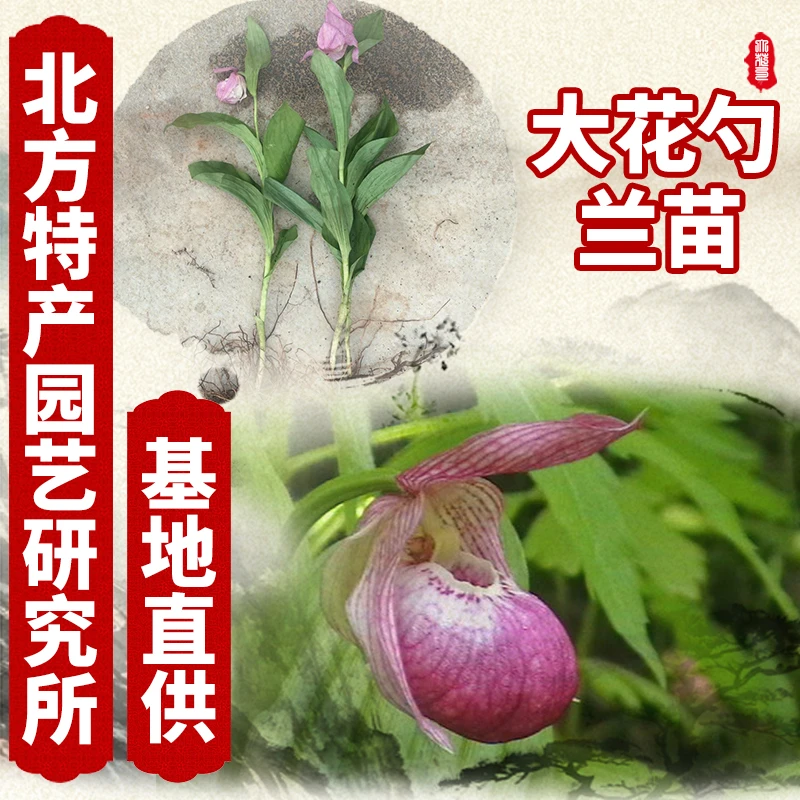 长白山大花杓栏苗北方特产园艺研究所10株以上起售