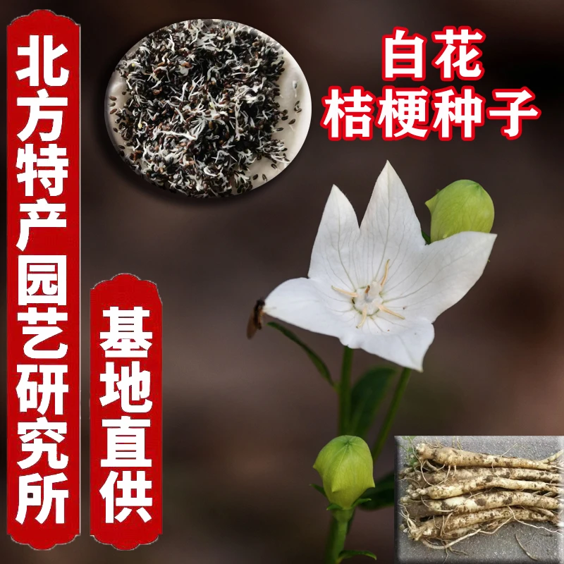 白花桔梗种子北方特产园艺研究所新品种桔梗种子
