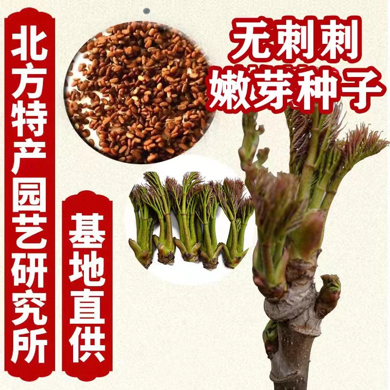 新品种无刺刺嫩芽种子北方特产园艺研究所0.5斤起售