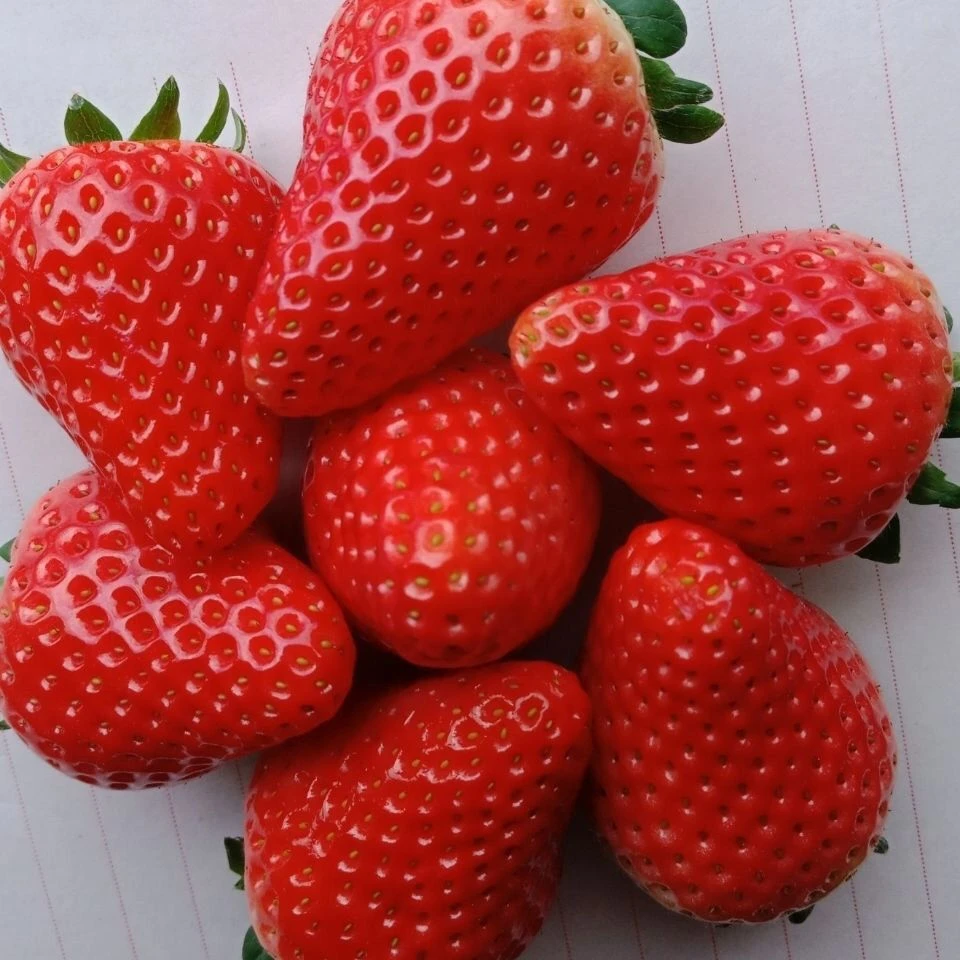 新疆奶油草莓9.9一盒1kg装