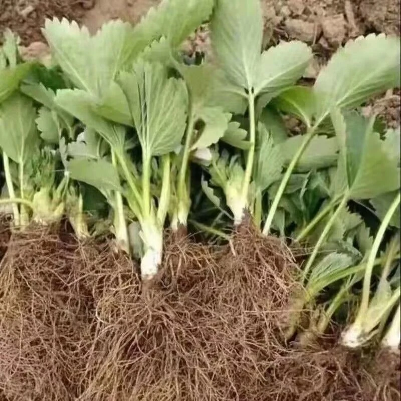 {0.98【1颗草莓苗】草莓苗草莓苗}四季奶油草莓苗盆栽大苗阳台庭
