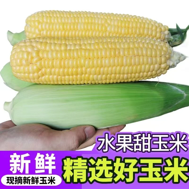 广西横县玉米之超甜水果玉米新鲜现摘甜玉米玉米棒子新鲜现摘包邮