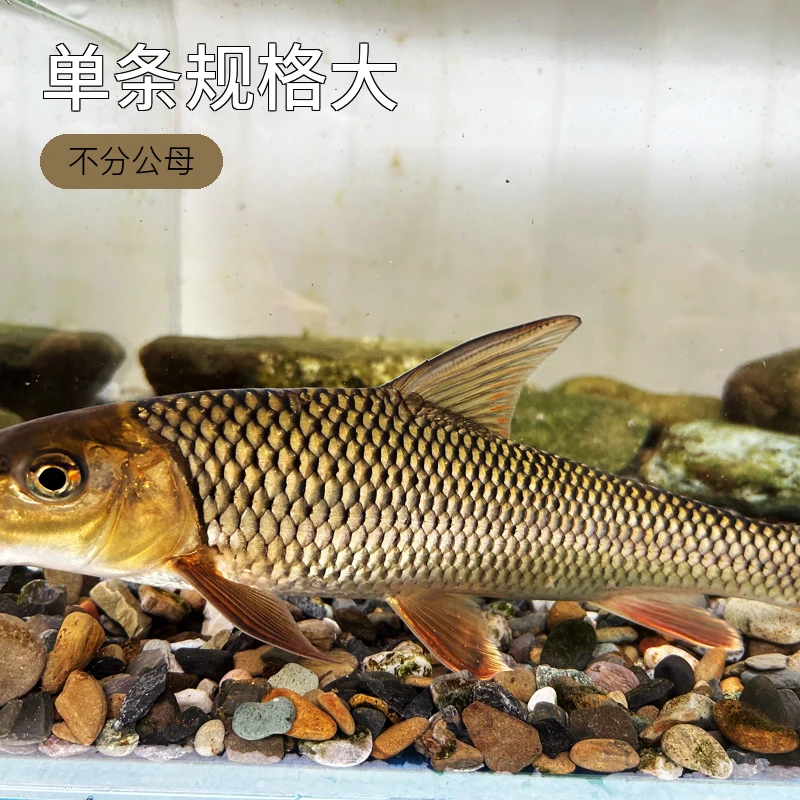 活体观赏马嘴鱼两条20-25公分