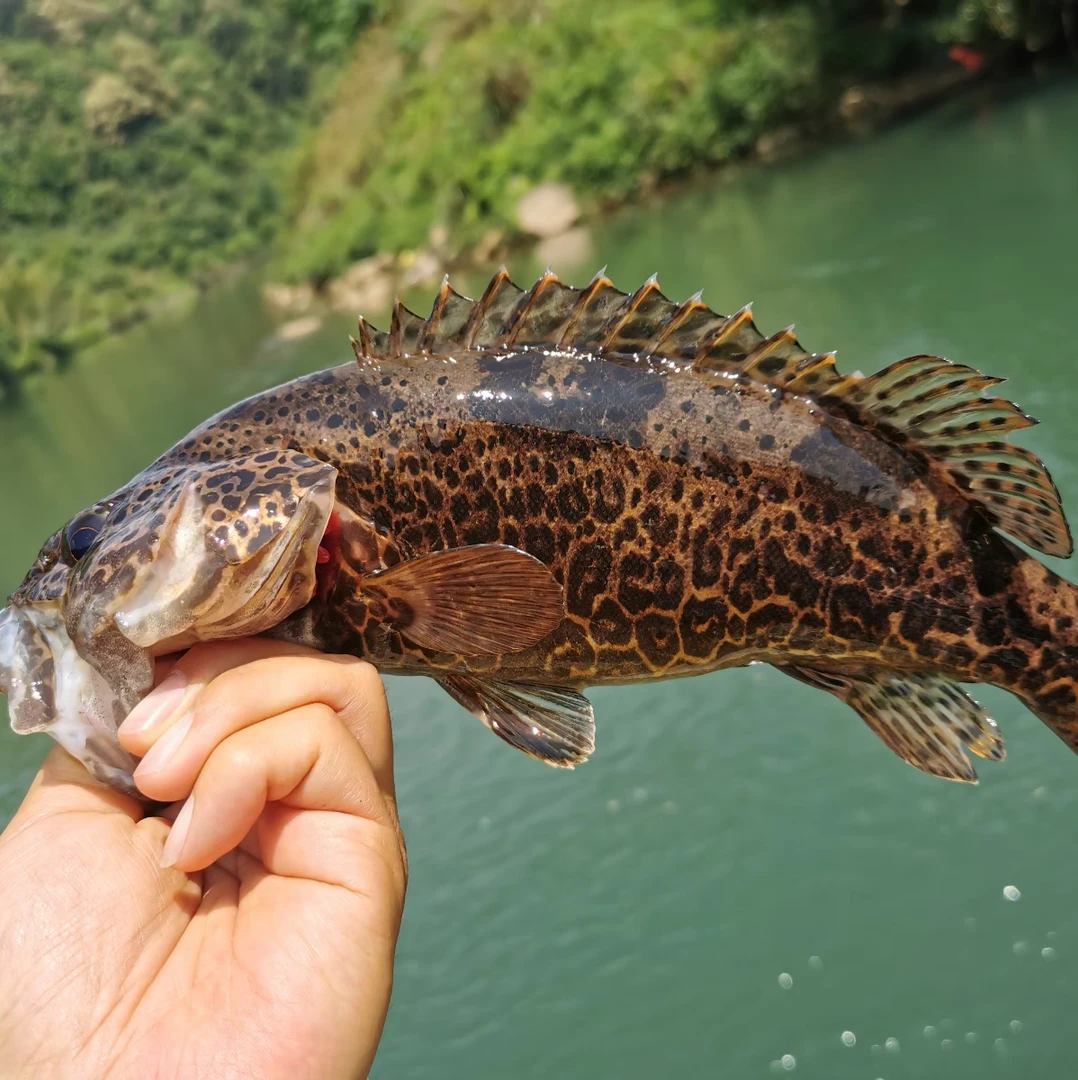 活体观赏斑鳜鱼20-23公分左右2条