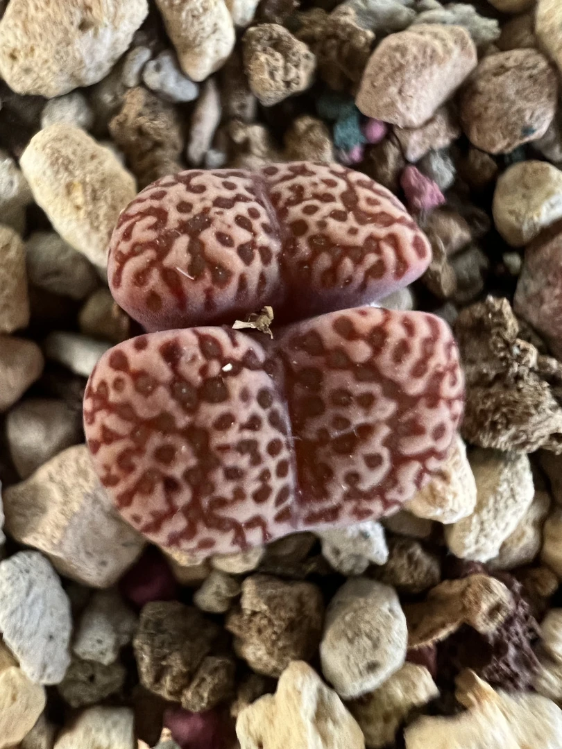 鸟哈呢肉锥，播种4年的鸟哈呢母本株