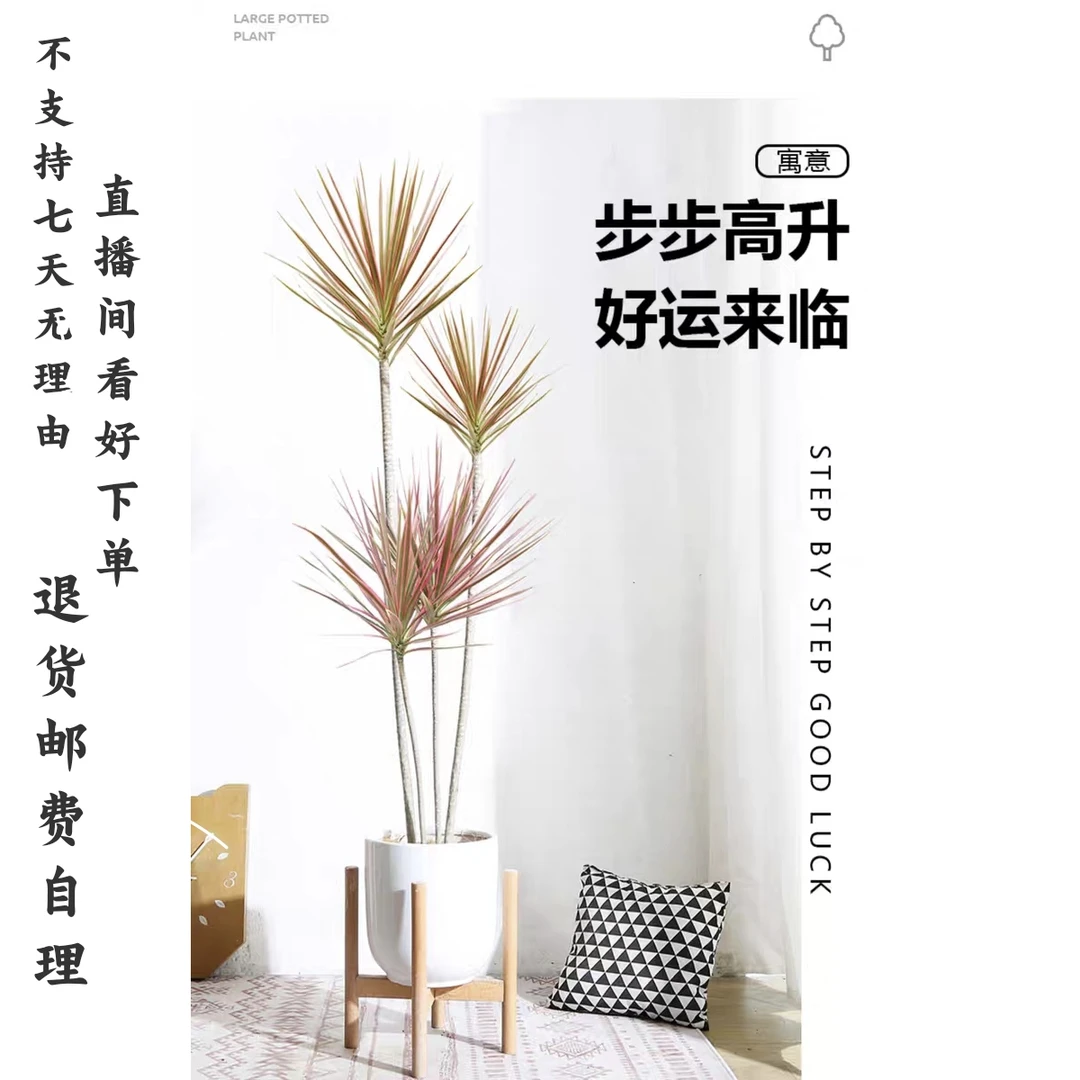千年木七彩铁马尾铁老桩北欧简约室内净化空气网红植物（不含盆）