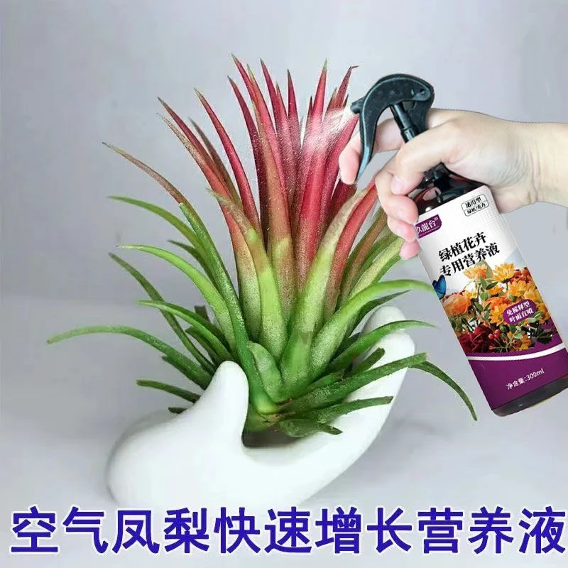空气凤梨植物营养液促生长壮根茎水培通用型液体肥防黄叶烂根干枯
