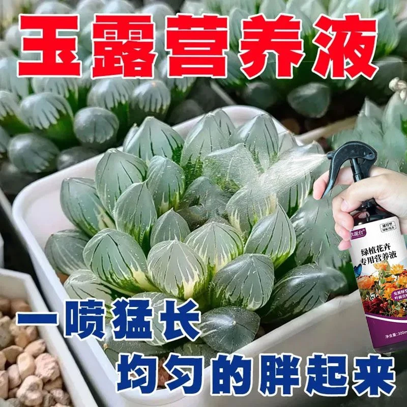 玉露多肉植物营养液增肥增色多肉肥料免稀释直喷形液体肥干瘪急救