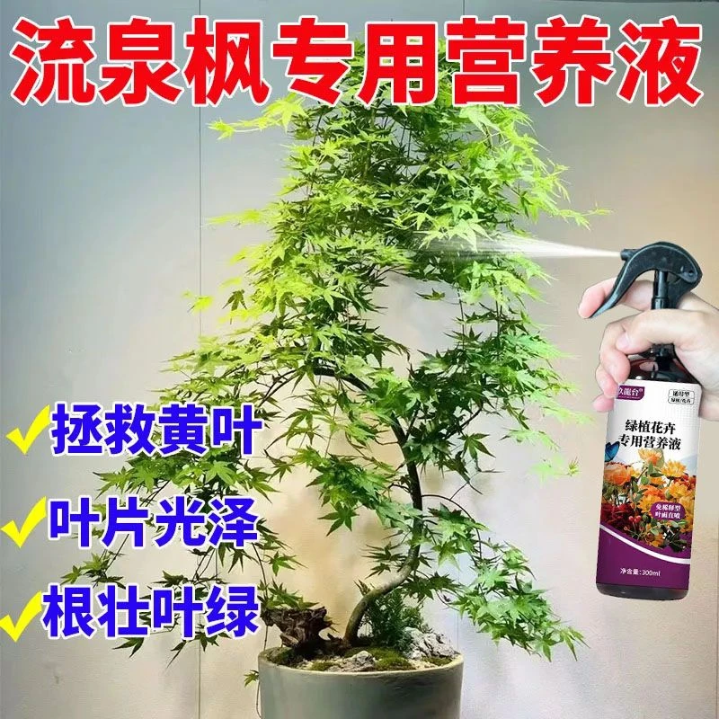 流泉枫营养液盆景栽水培留钱红叶枫树观叶植物通用氮磷钾养花肥料