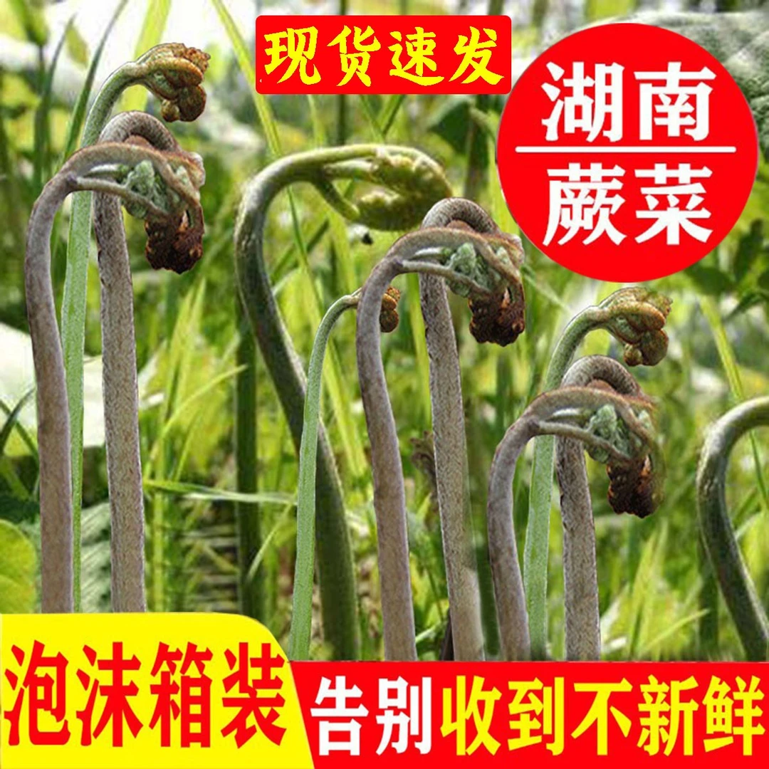 湖南野生蕨菜新鲜现采摘蕨苔1斤龙爪菜甜厥应季蔬菜山野菜500克