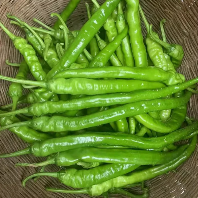 现货湖南耒阳本地农家新鲜特辣辣椒露天农家肥种植的特辣的辣椒