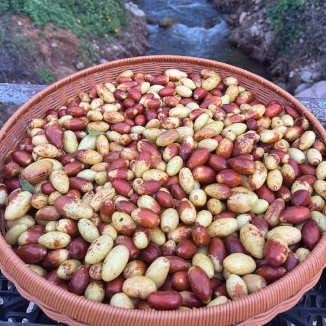 【密云头茬马牙枣】本地种植 新鲜金丝马牙脆枣 现摘现发