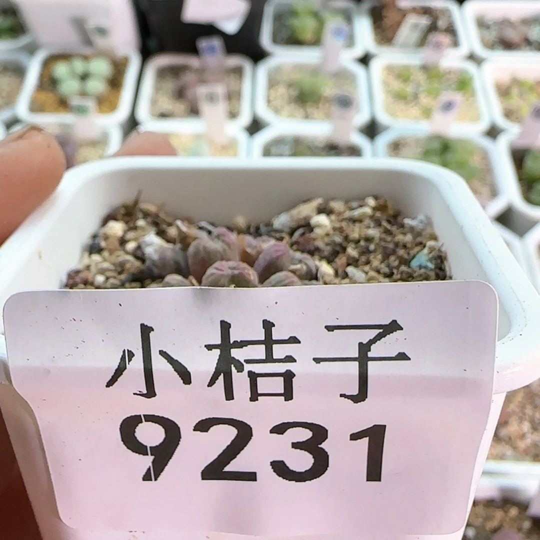 【闪购商品】A**.9231。