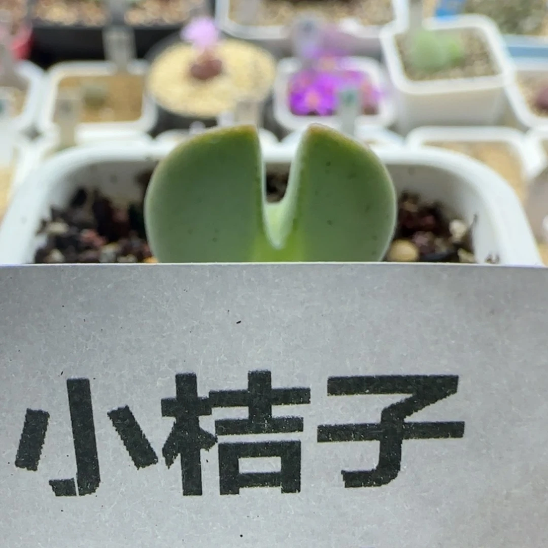 【闪购商品】莱*茶3516