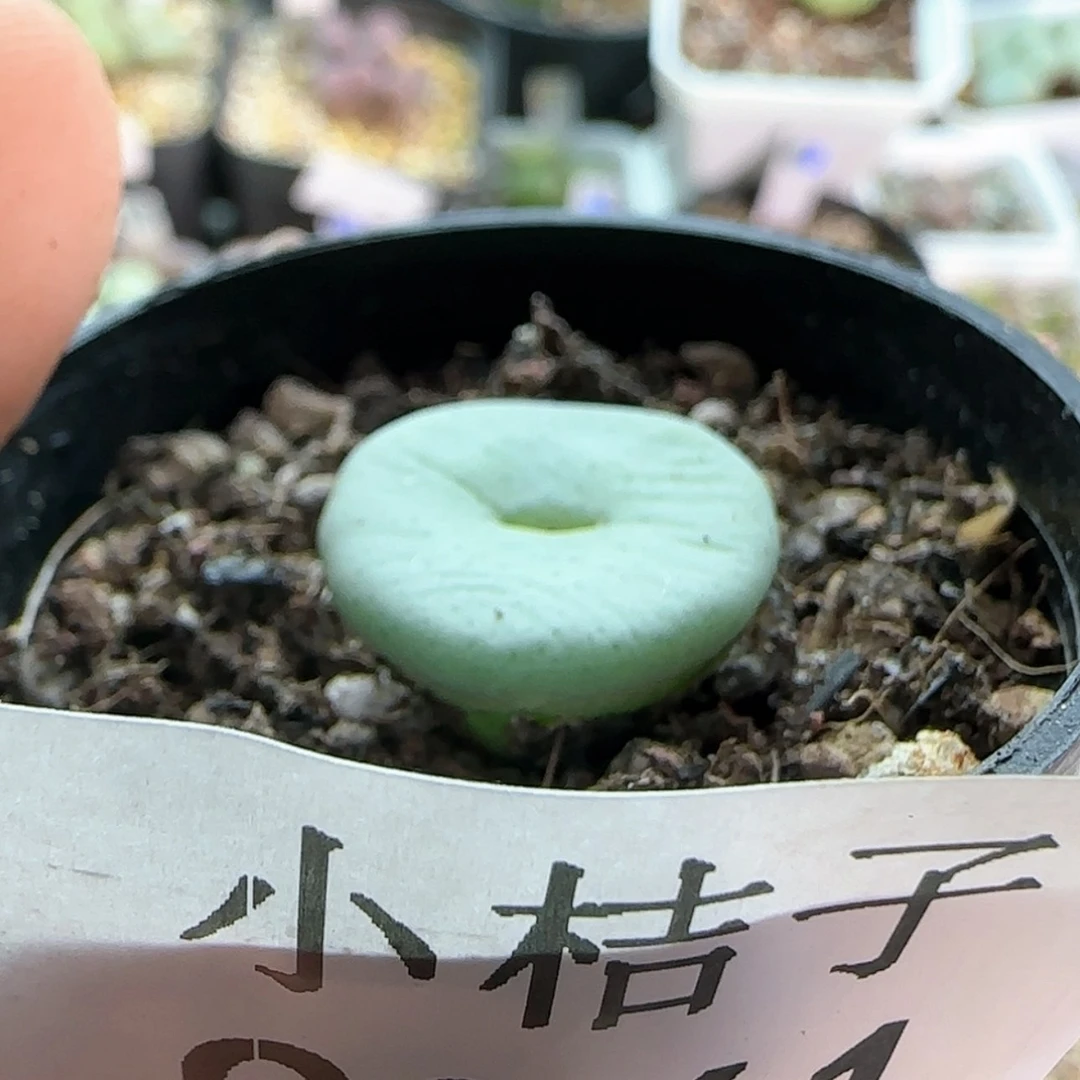 【闪购商品】9261
