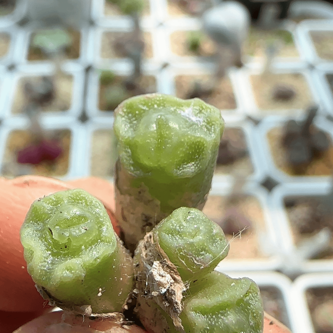 【闪购商品】8382。