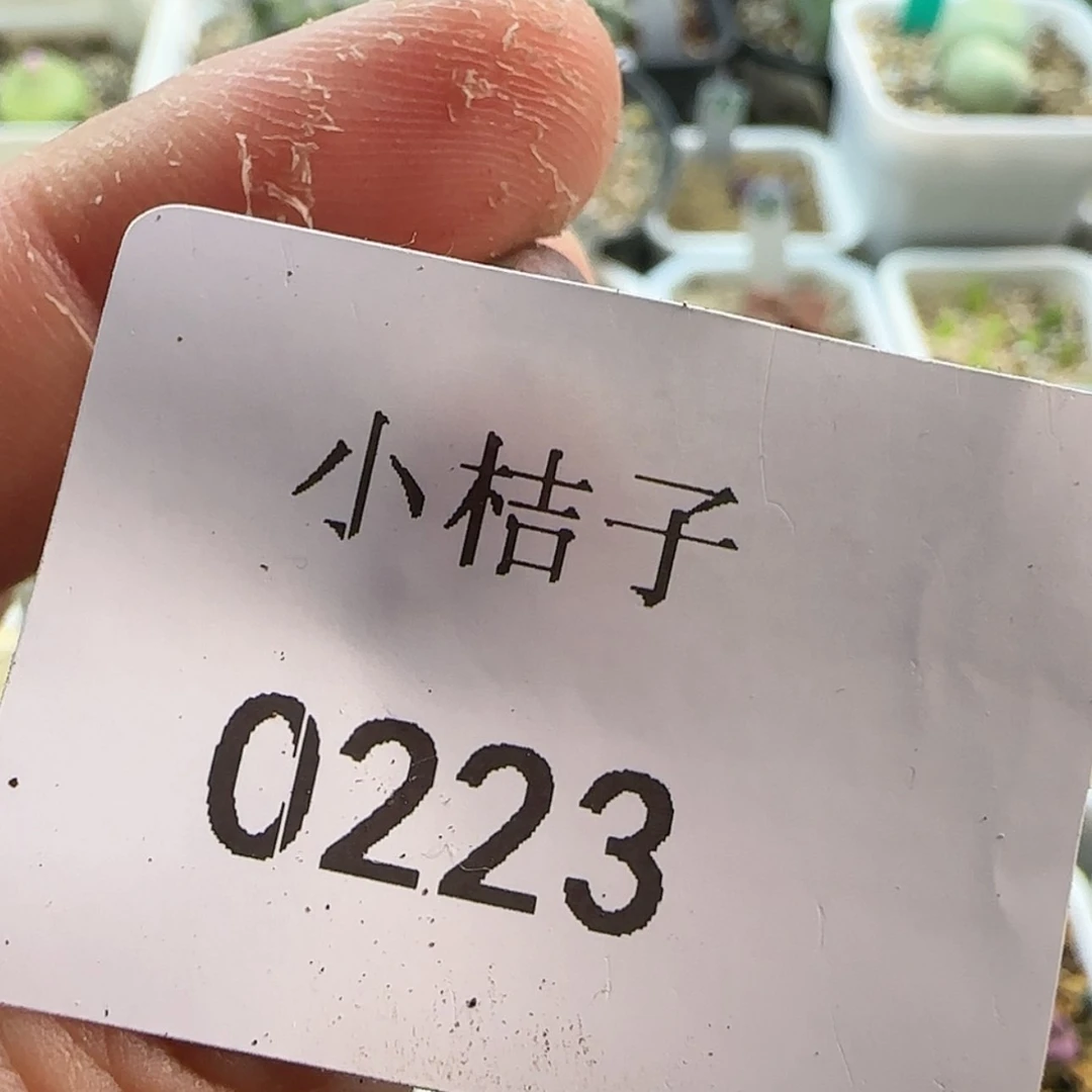 【闪购商品】D****L0223