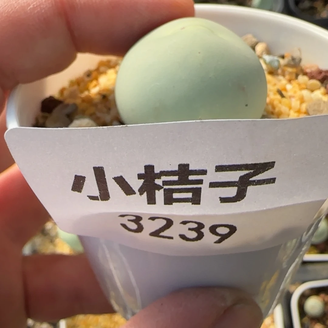 【闪购商品】胖***13239