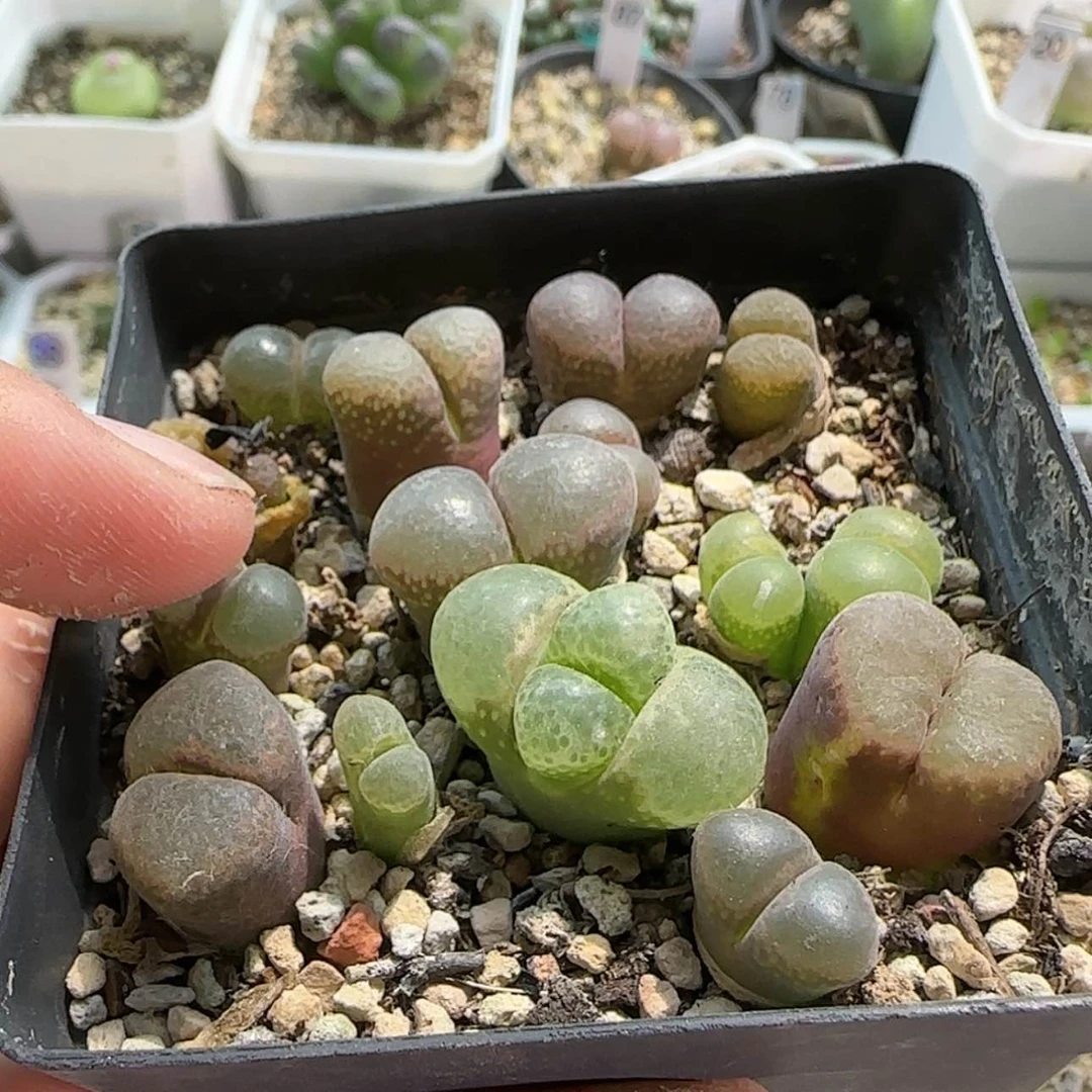 【闪购商品】小***妈0130