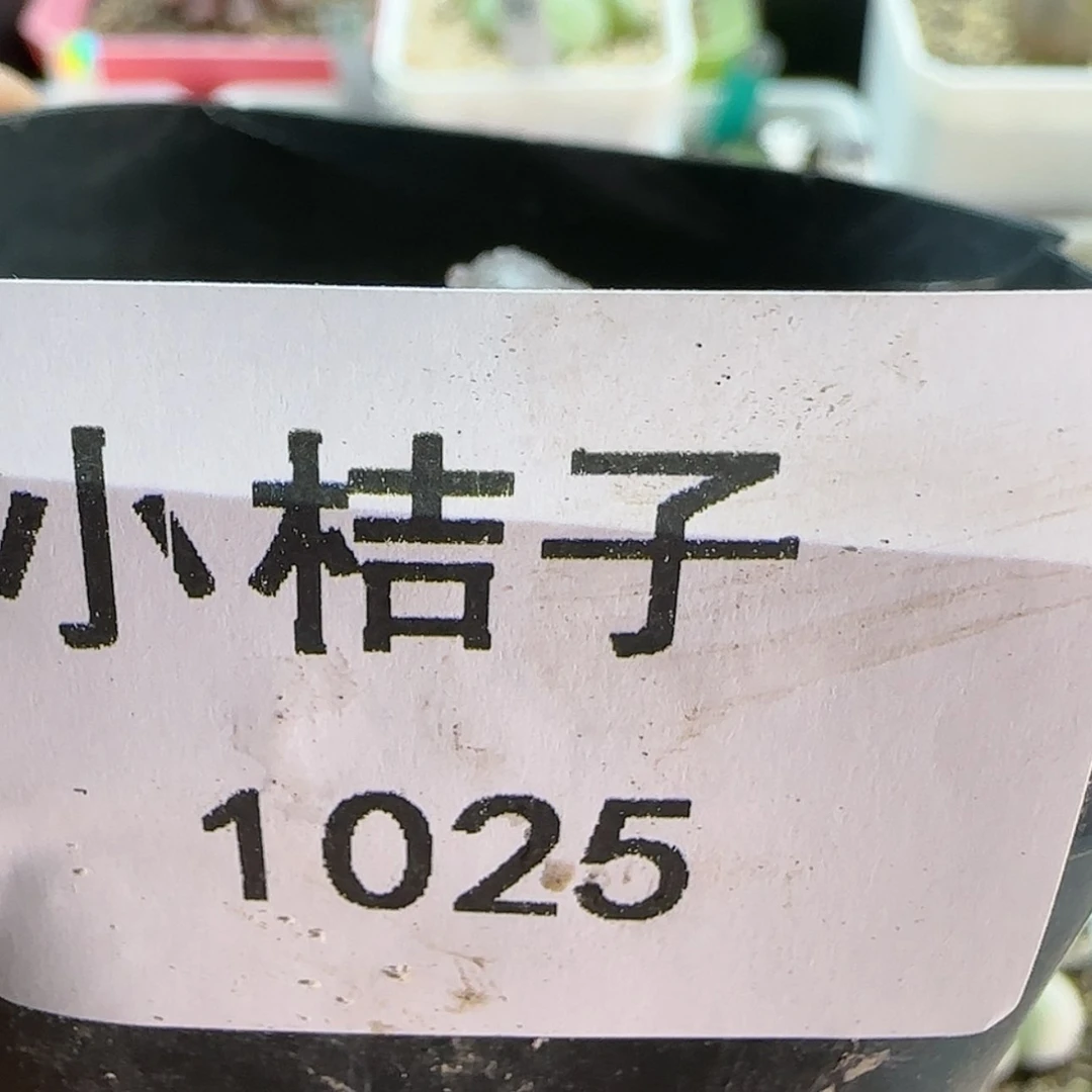 【闪购商品】D****L1025疤