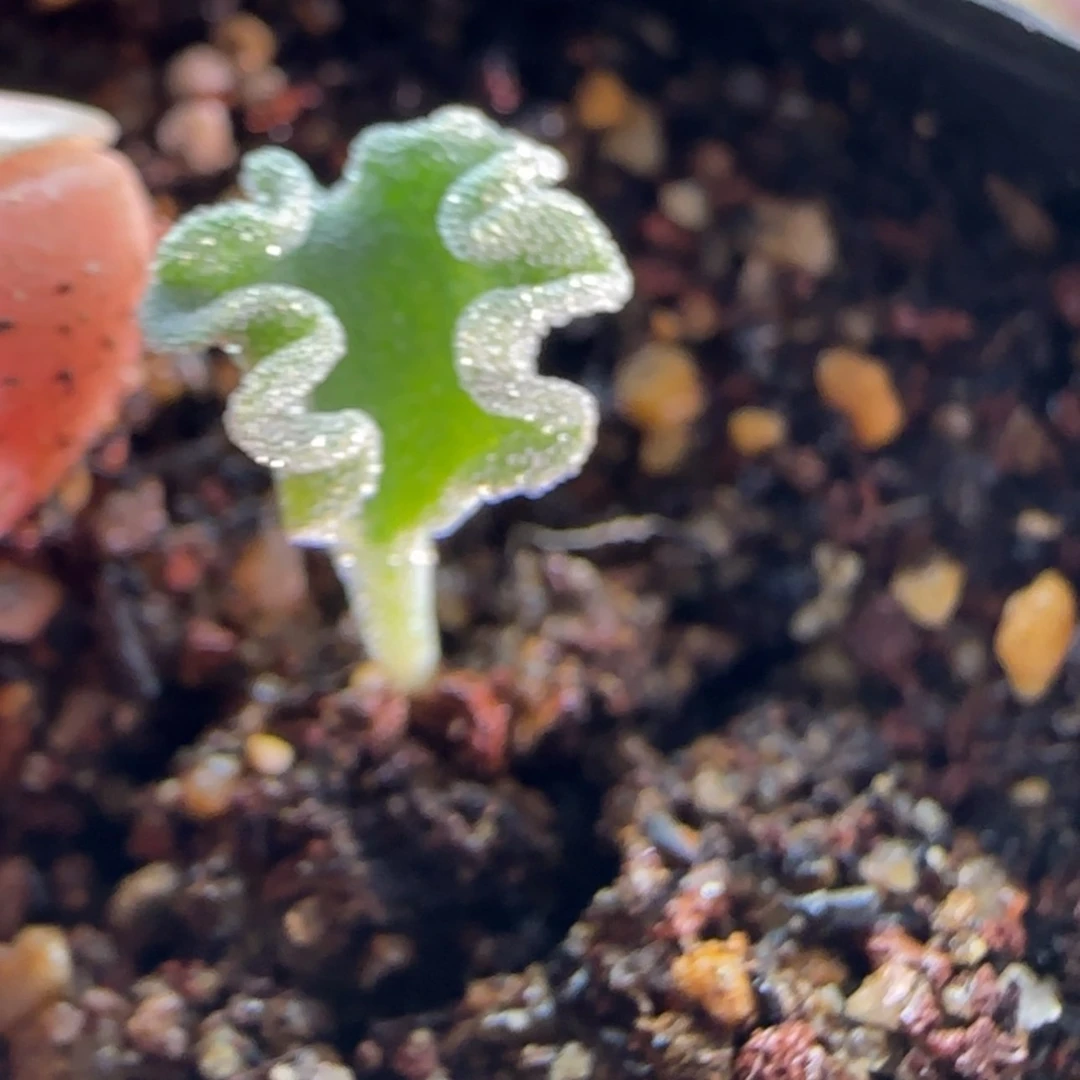 【闪购商品】沫*4726冰晶海带雾冰玉。