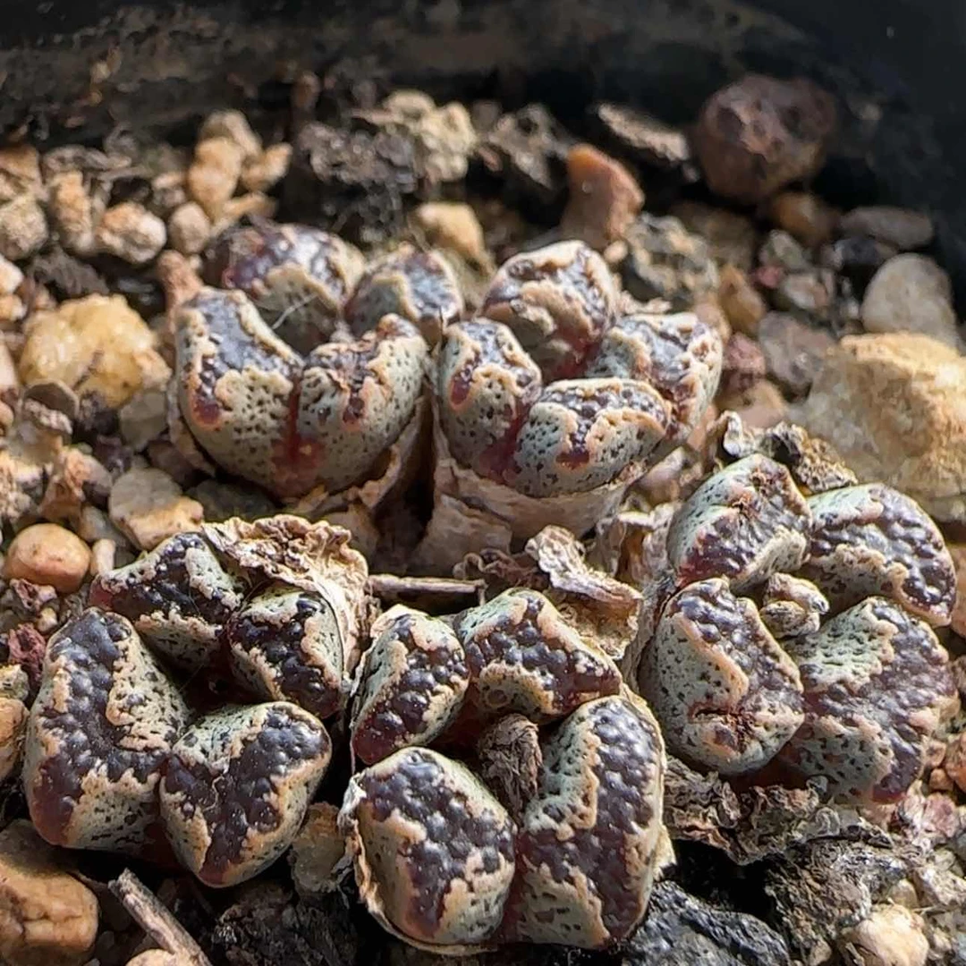 【闪购商品】0188