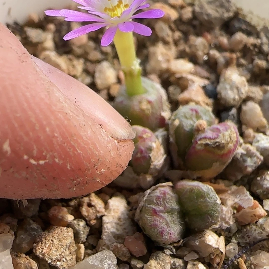 【闪购商品】橙****时0209