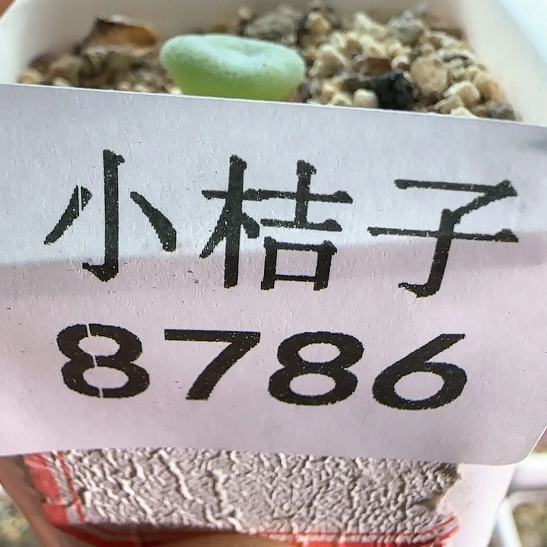 【闪购商品】莱*茶8786。