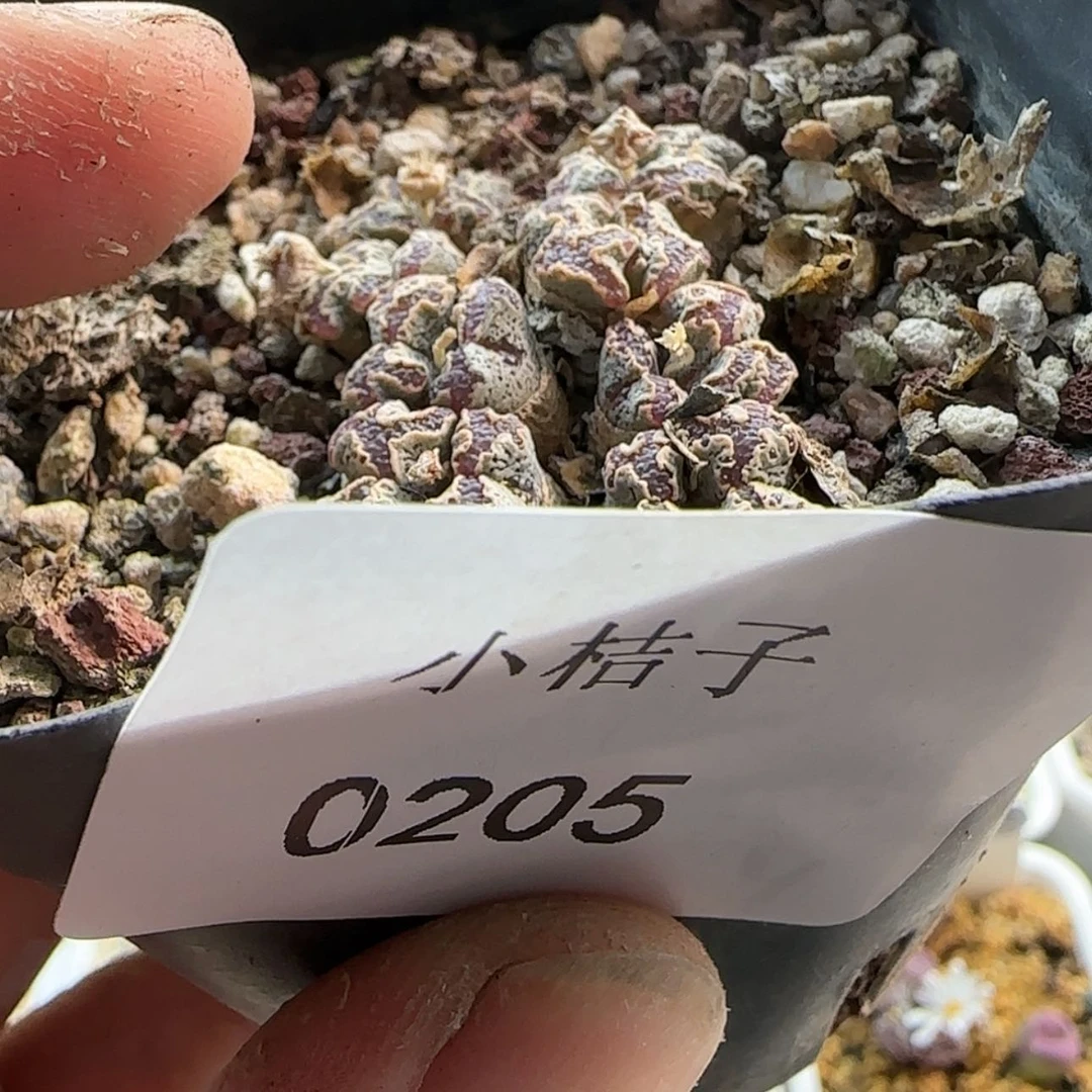 【闪购商品】俊*头0205