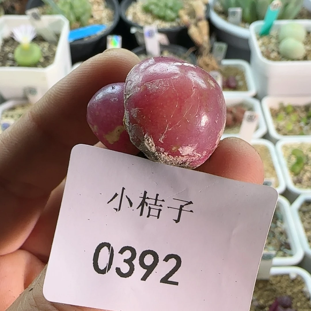 【闪购商品】悟*觉0392