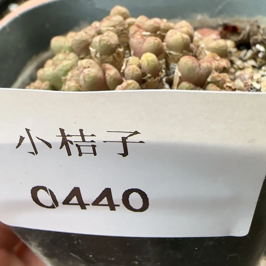 【闪购商品】丹****财0440