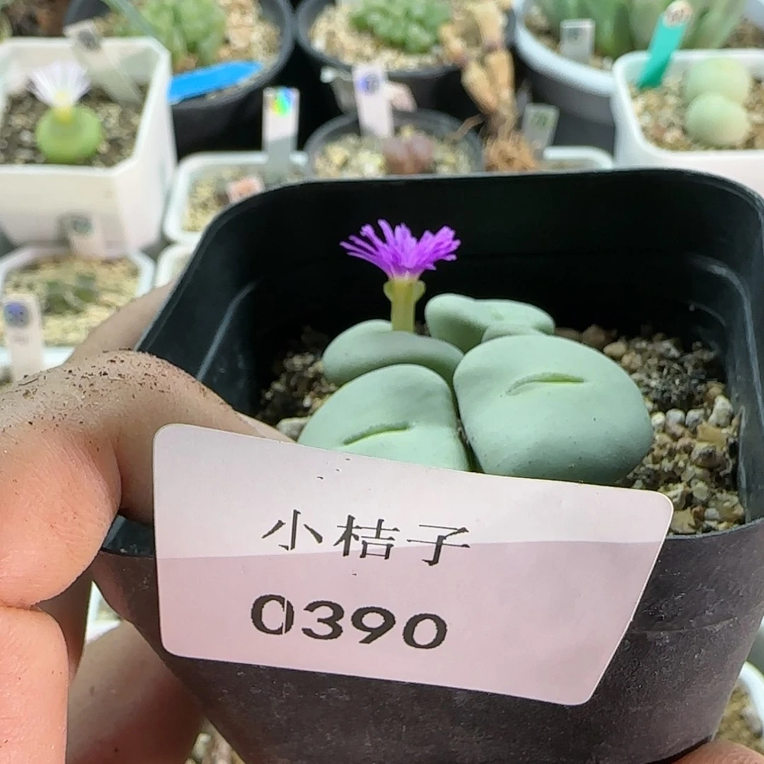 【闪购商品】悟*觉0390