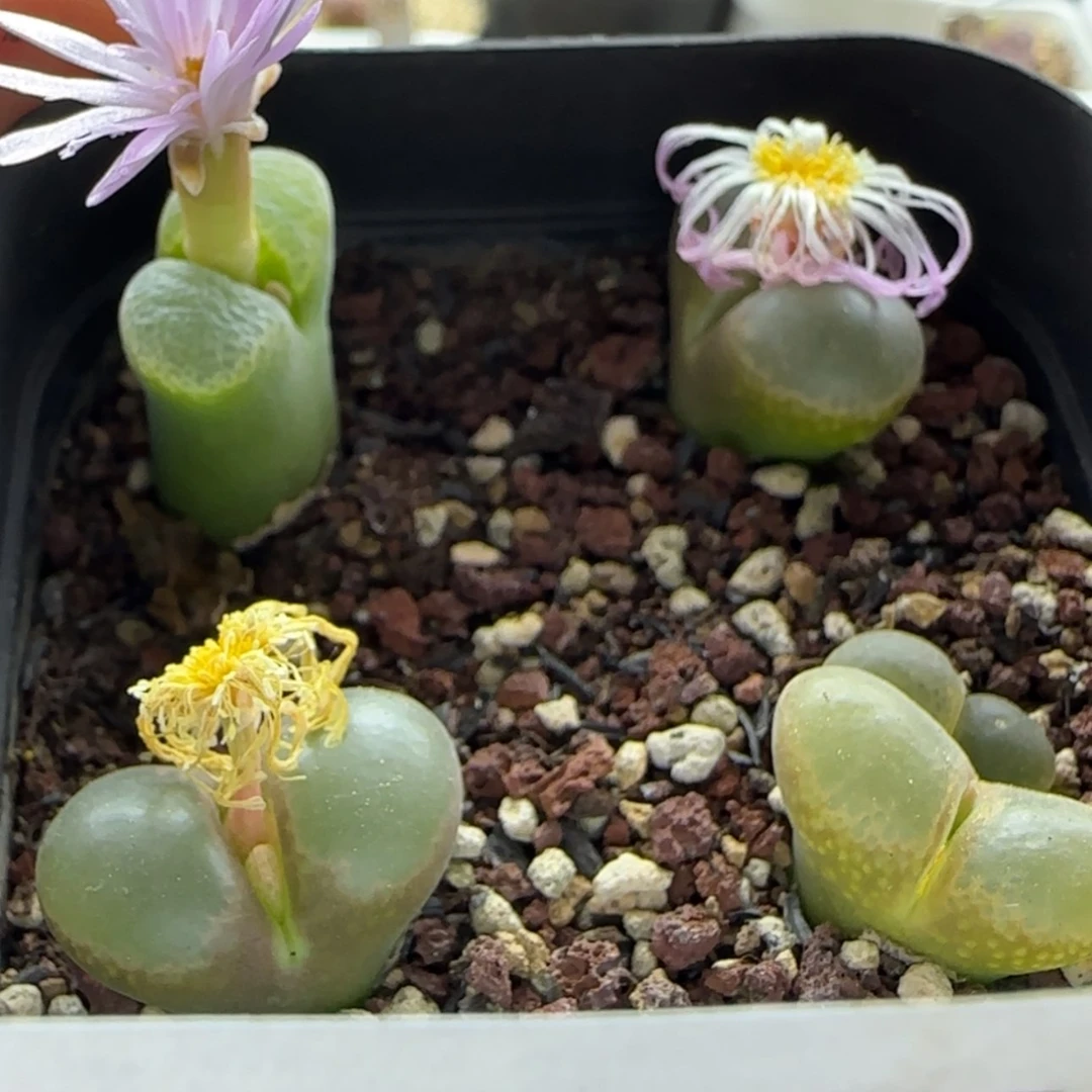 【闪购商品】3741