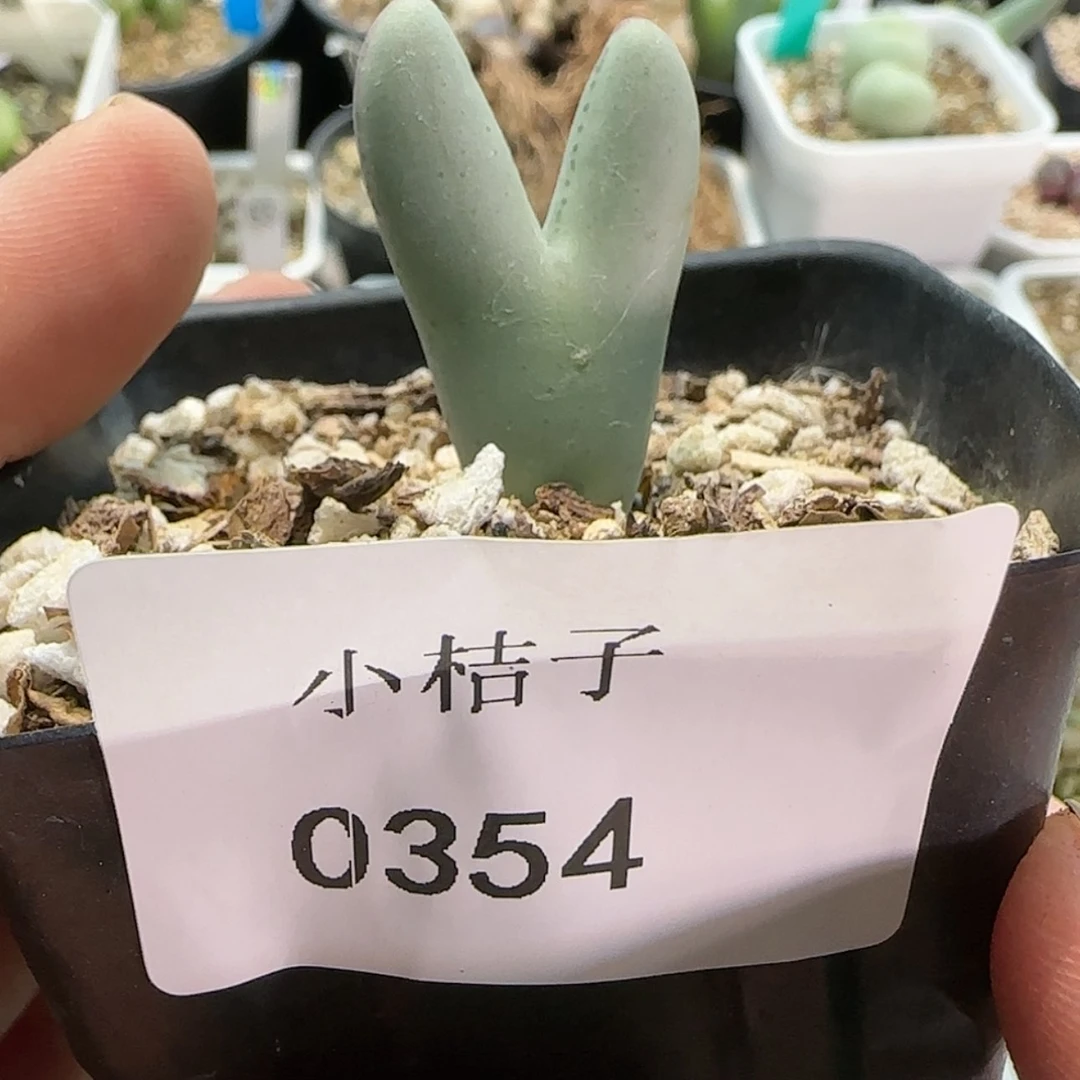 【闪购商品】梃0354