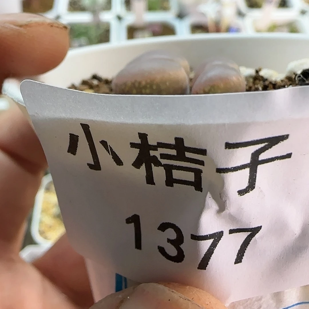 【闪购商品】菁*1377