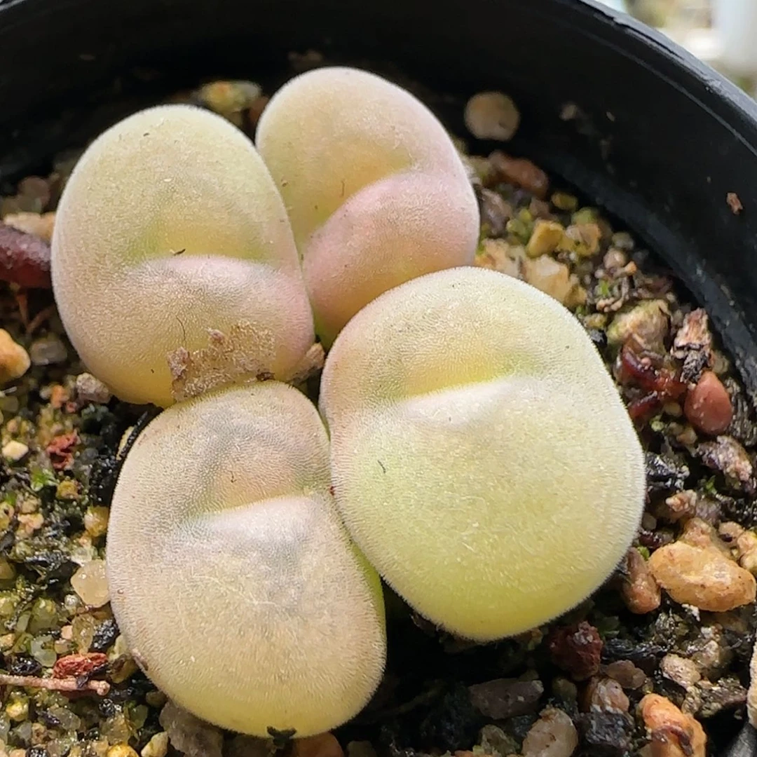 【闪购商品】1310