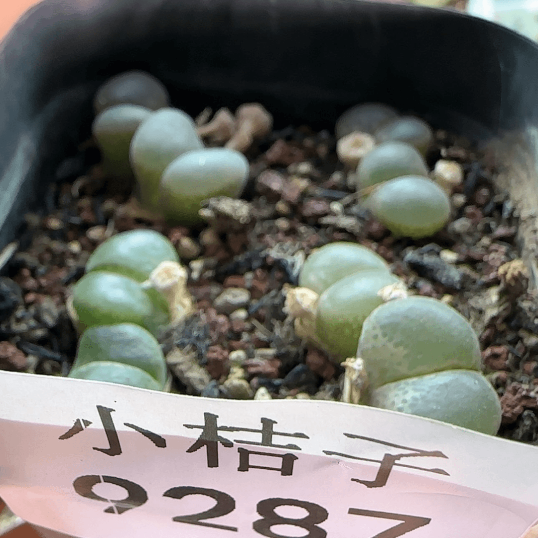 【闪购商品】9287