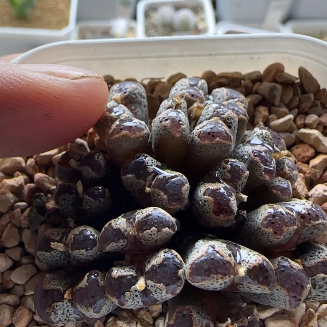 【闪购商品】胖***14457