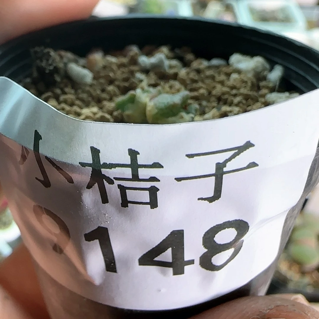 【闪购商品】瘋**願9148。