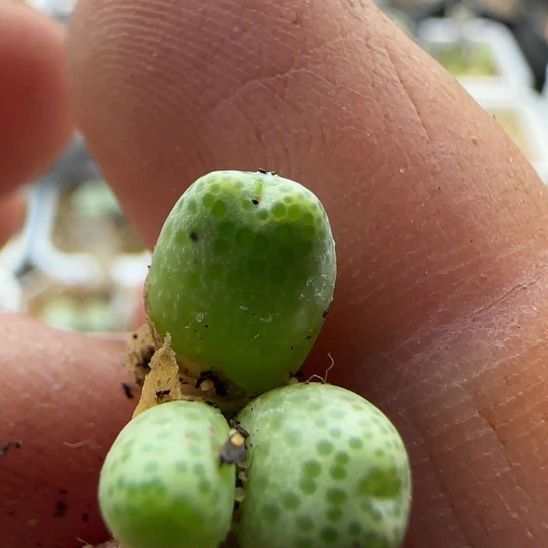 【闪购商品】4645